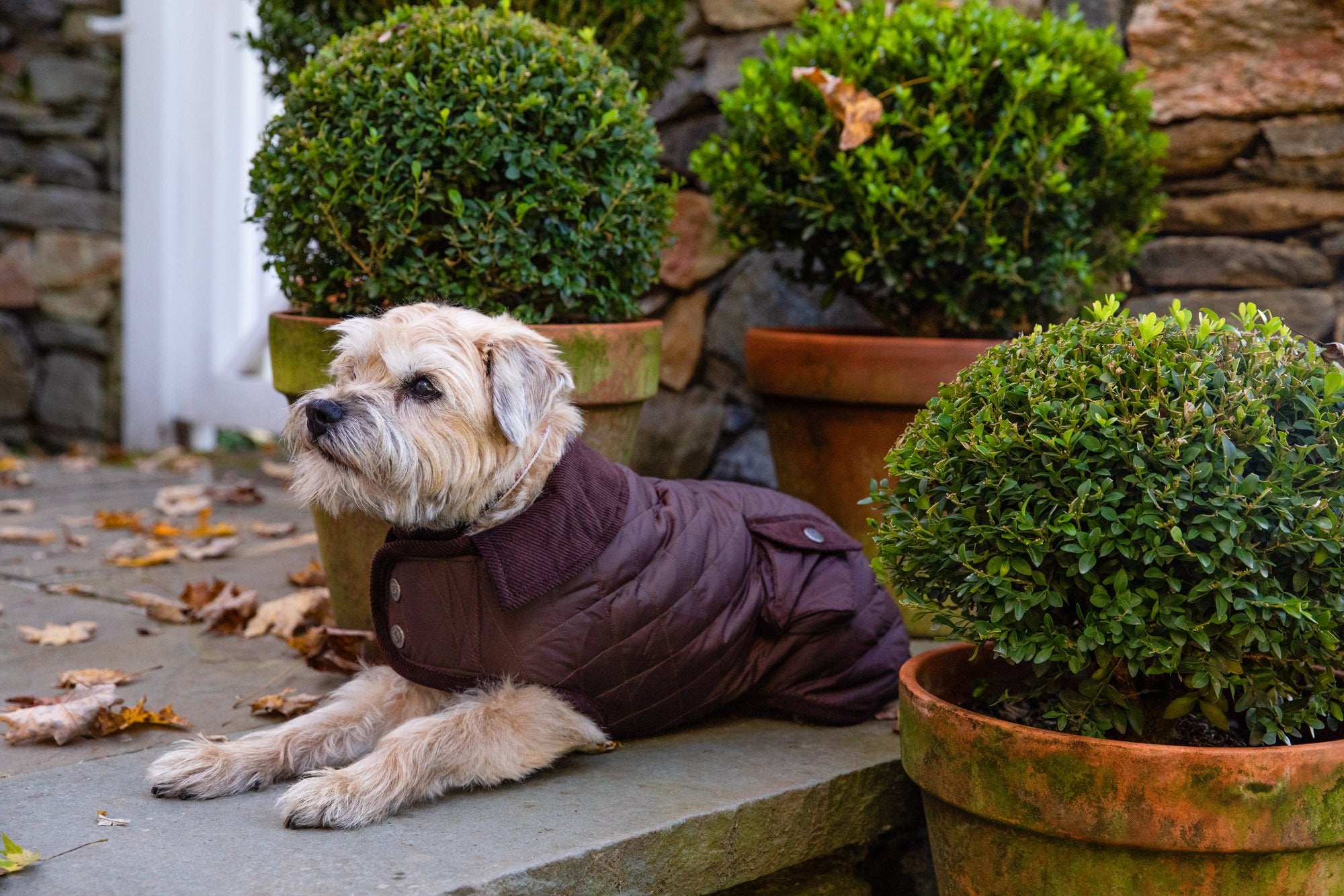 Brown Barn Coat with Brown Corduroy Collar